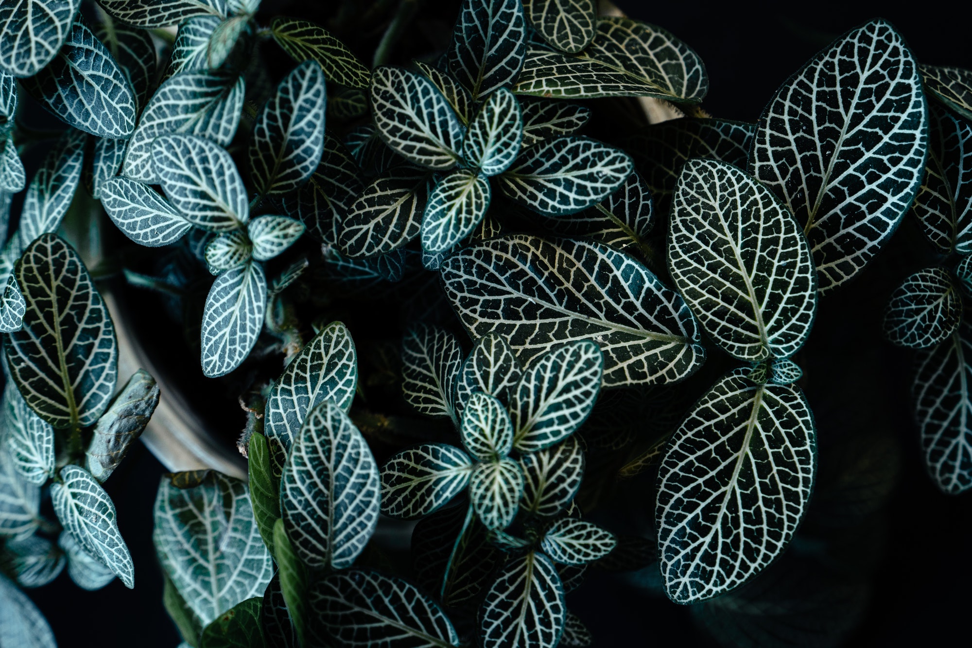 dark leaves in the forest foliage background in nature
