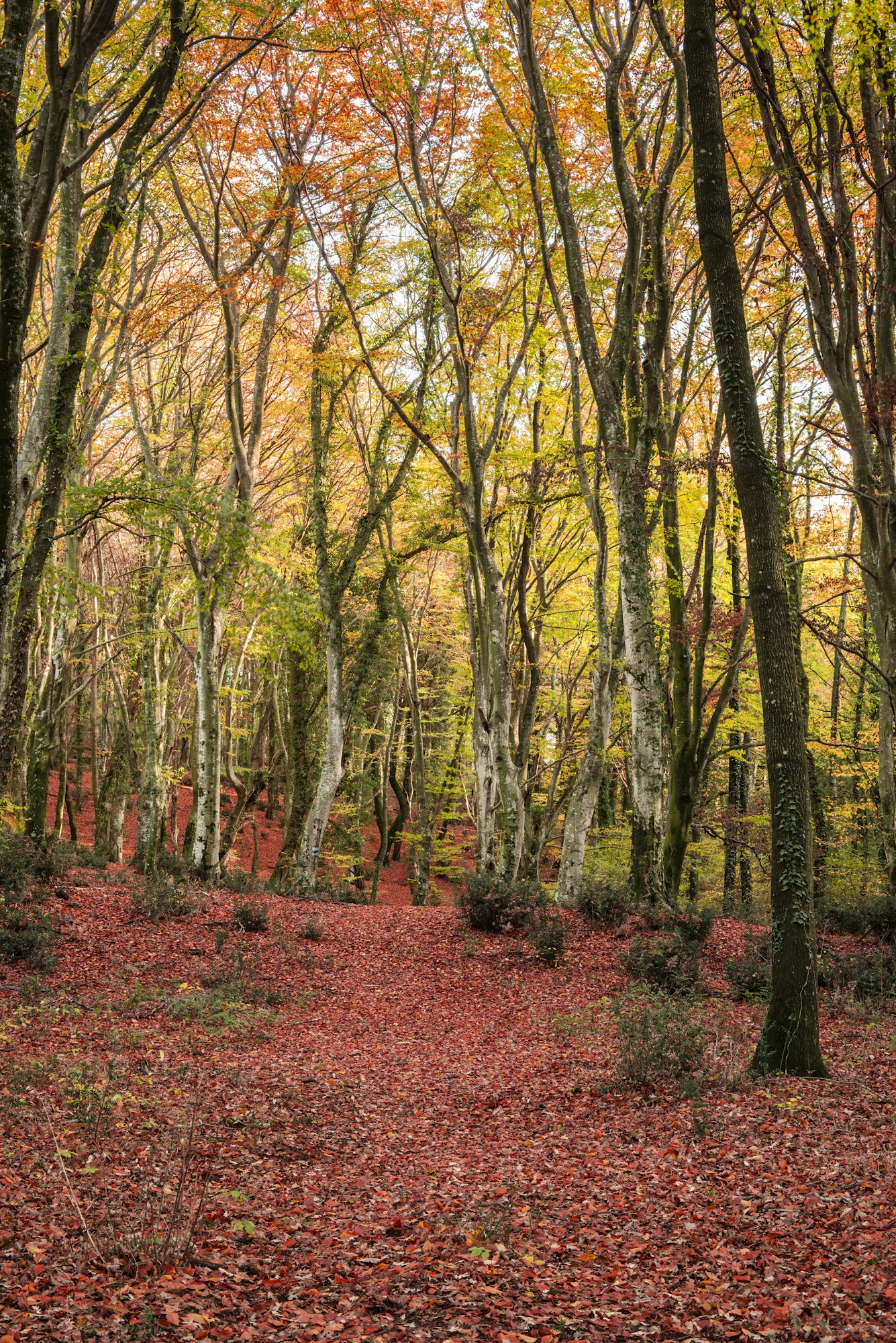 Beach forest in Autumn