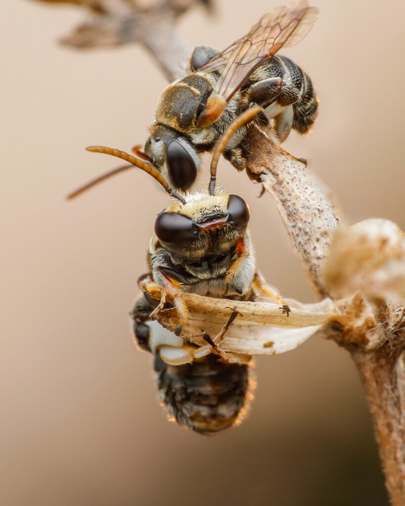 bee